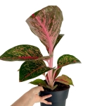 Aglaonema Lychee Red XXL