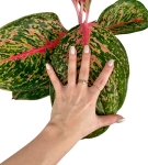 Aglaonema Lychee Red XXL
