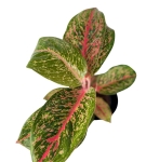 Aglaonema Lychee Red XXL