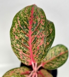 Aglaonema Lychee Red XXL