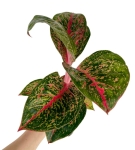 Aglaonema Lychee Red XXL