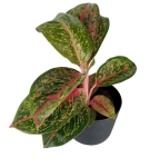 Aglaonema Lychee Red XXL
