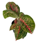 Aglaonema Lychee Red XXL