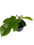Philodendron squamiferum - M