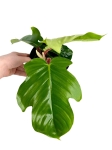 Philodendron squamiferum - M