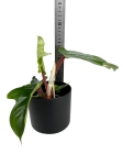 Philodendron squamiferum - M