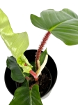 Philodendron squamiferum - M