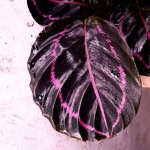 Calathea roseopicta 'Dottie' M