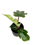 Philodendron squamiferum - M