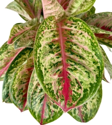 Aglaonema Painted Celebration XXL