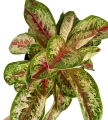 Aglaonema Painted Celebration XXL