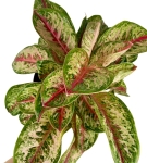 Aglaonema Painted Celebration XXL