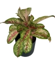 Aglaonema Painted Celebration XXL