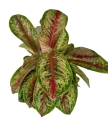 Aglaonema Painted Celebration XXL