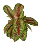 Aglaonema Painted Celebration XXL