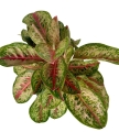 Aglaonema Painted Celebration XXL