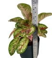 Aglaonema Painted Celebration XXL