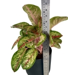 Aglaonema Painted Celebration XXL