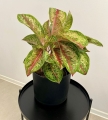 Aglaonema Painted Celebration XXL