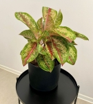 Aglaonema Painted Celebration XXL
