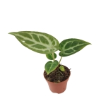Anthurium Silver Blush - S