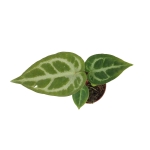 Anthurium Silver Blush - S