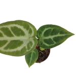 Anthurium Silver Blush - S