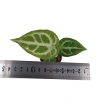 Anthurium Silver Blush - S