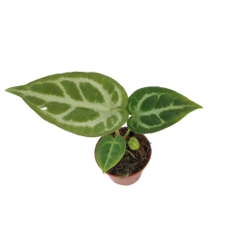 Anthurium Silver Blush - S