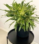 Aglaonema Amalia 'Zebra Feather' XXL
