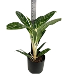 Aglaonema Ivy Green