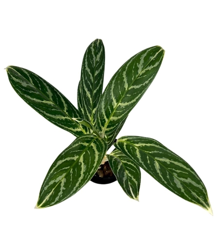 Aglaonema Ivy Green - M