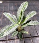 Aglaonema Emerald Stone