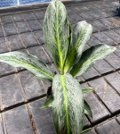 Aglaonema Emerald Stone
