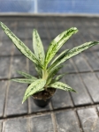 Aglaonema Matcha Lemon