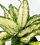 Aglaonema 'Super Snow' - M