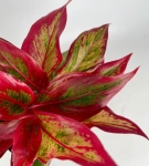 Aglaonema Crete Flame