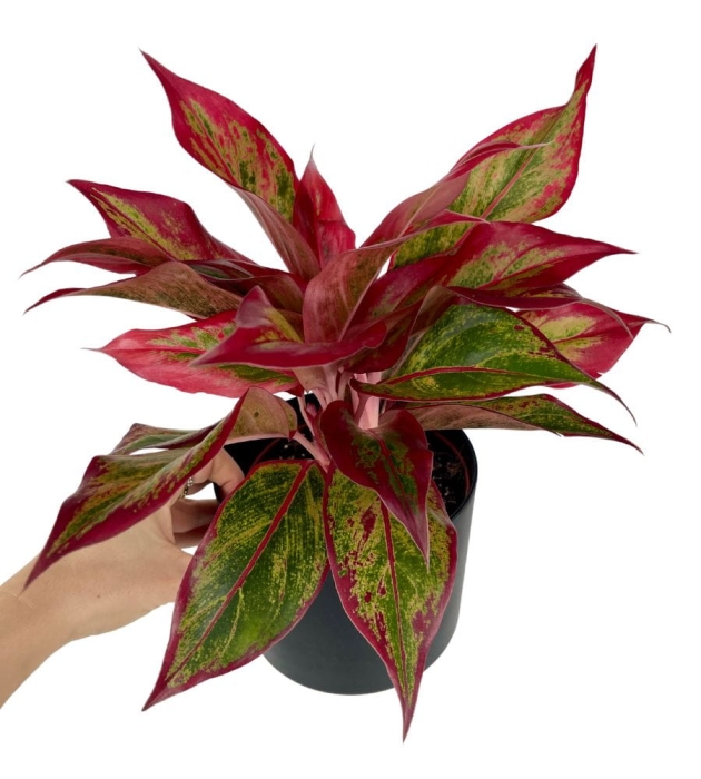 Aglaonema Crete Flame