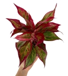 Aglaonema Crete Flame