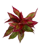 Aglaonema Crete Flame