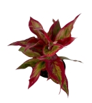 Aglaonema Crete Flame
