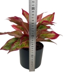 Aglaonema Crete Flame