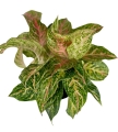 Aglaonema Hollywood XXL