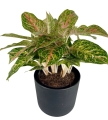 Aglaonema Hollywood XXL