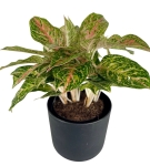 Aglaonema Hollywood XXL