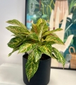 Aglaonema Hollywood XXL