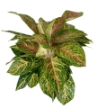 Aglaonema Hollywood XXL