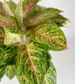 Aglaonema Hollywood XXL
