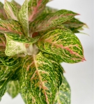 Aglaonema Hollywood XXL