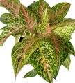 Aglaonema Hollywood XXL